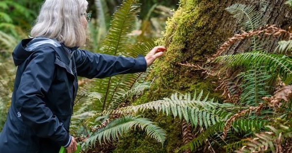 Guided Forest Therapy Walks