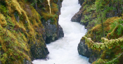 Rivers Day Interpretive Walk - Englishman River Regional Park