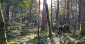 Science in the Park – Plants and Trees