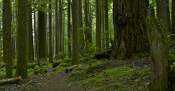 Science in the Park - Geology and Trees