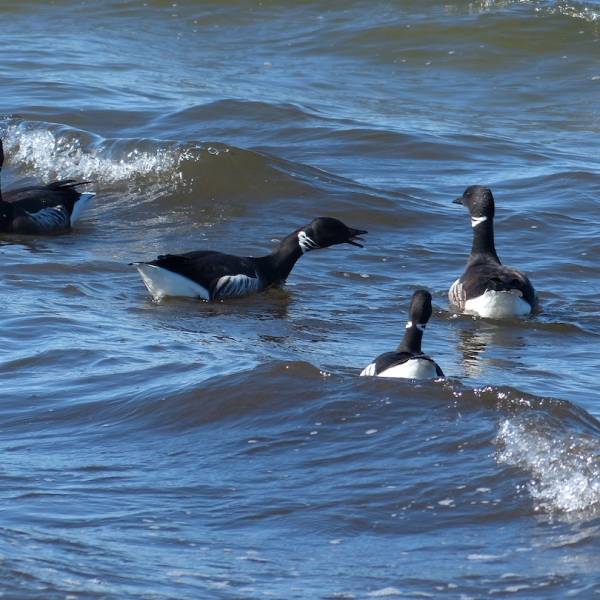Brant Geese