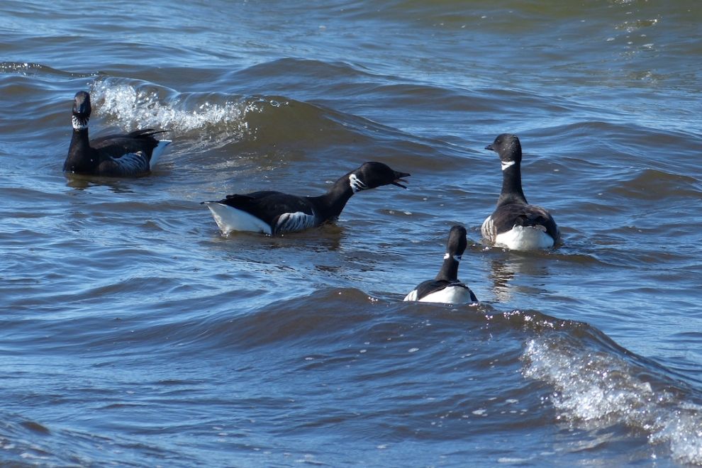 Brant Geese