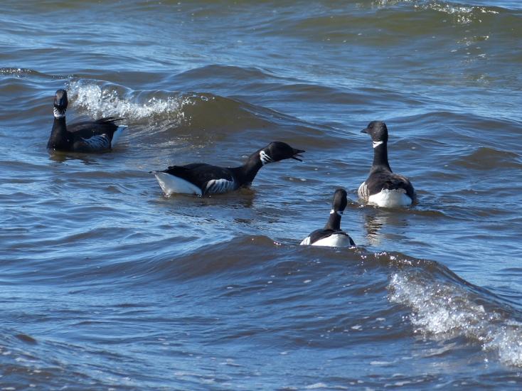 Brant Geese