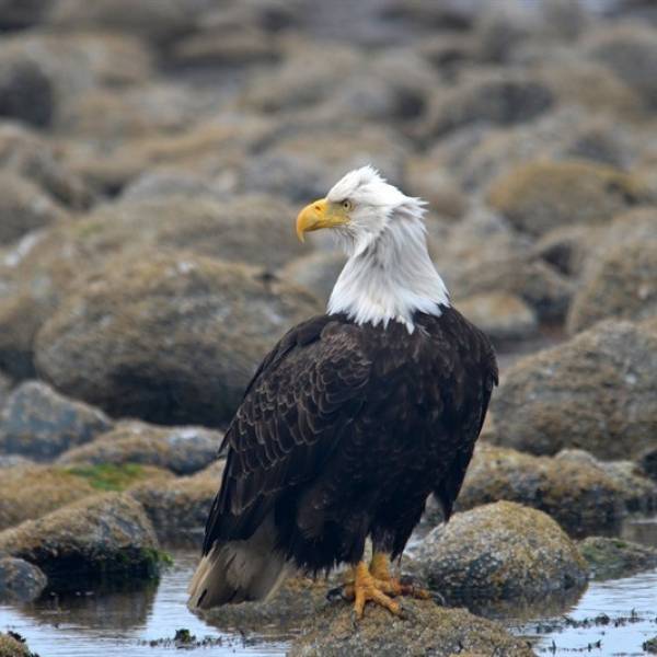 Eagle on the water