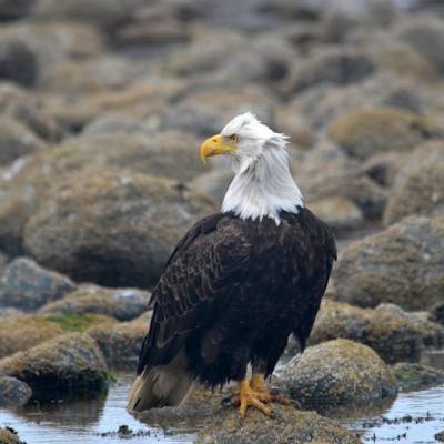 Eagle on the water