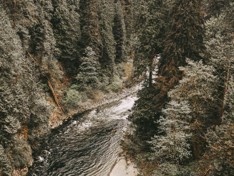 The Englishman River cuts through evergreen trees in Englishman River Falls Provincial Park on Vancouver Island