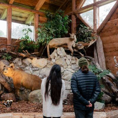 Two people admire a diorama of taxidermy animals inside the North Island Wildlife Recovery Centre.