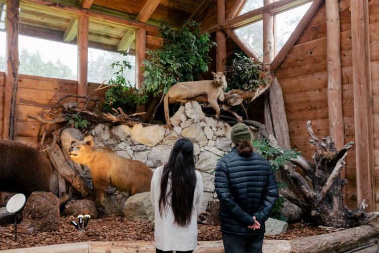 A couple looks at an exhibit with a puma and a bear at the North Island Wildlife Recovery Centre.