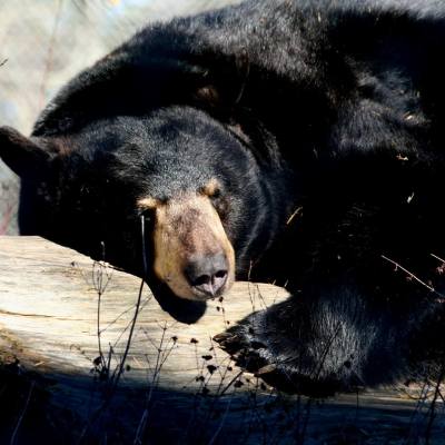 Knut the Bear at North Island Wildlife Recovery Centre