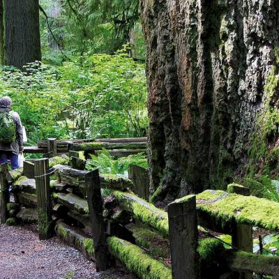 Group walking on trail through Cathedral Grove in MacMillan Provincial Park