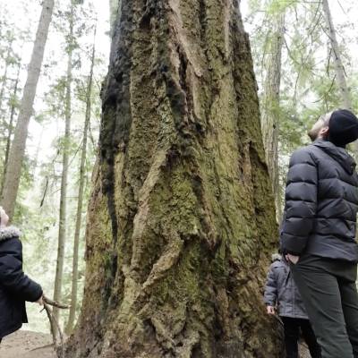 A family looking up at an old-growth tree in Qualicum Beach Heritage Forest