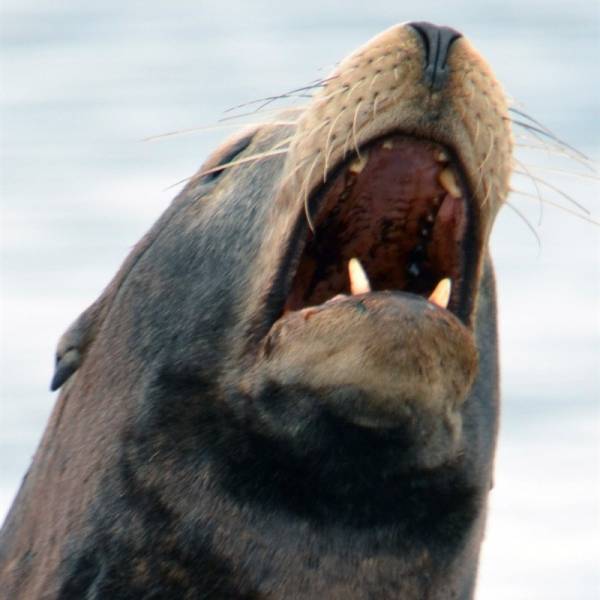 Sea Lion in Parksville Qualicum Beach