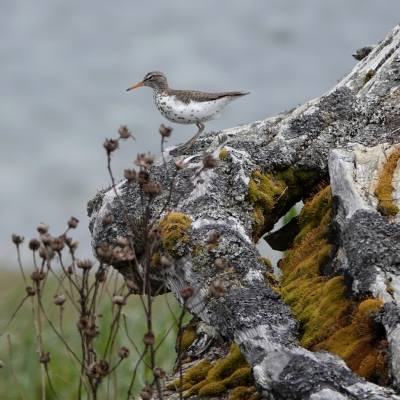 Spotted Sandpiper - Dave Erickson