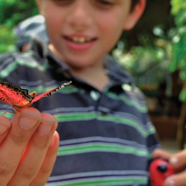 boy holding butterfly
