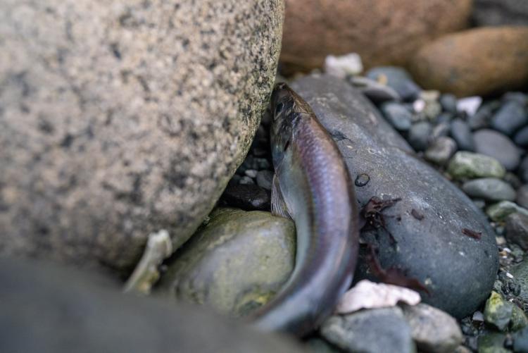 A herring among the rocks in Parksville, British Columbia