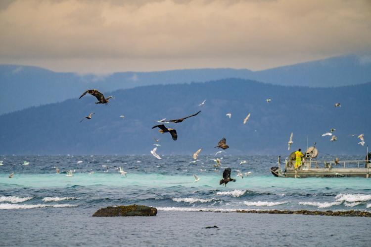 Bald eagles feasting during the herring spawn in Parksville, BC