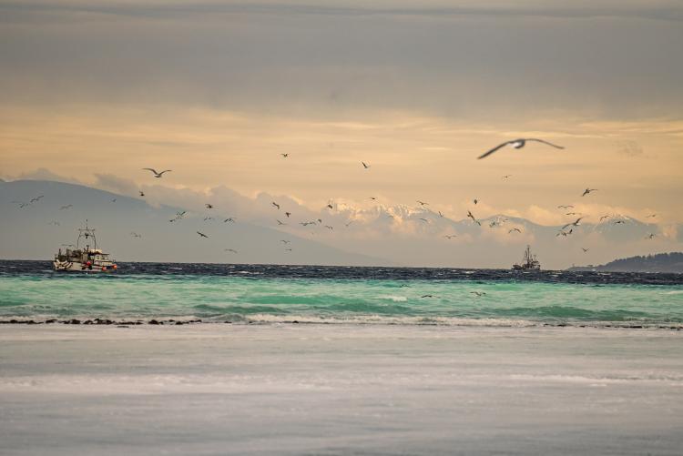 Bird and boats at the herring spawn in Parksville, BC