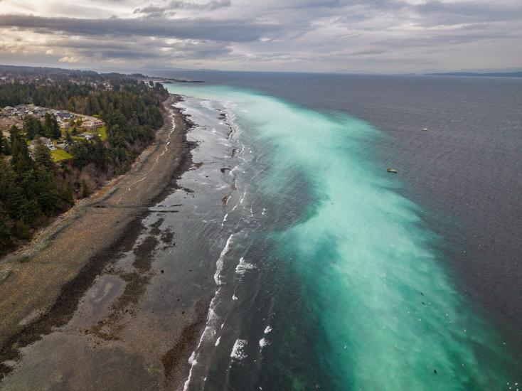 A panorama of the Herring Spawn in Parksville & French Creek BC