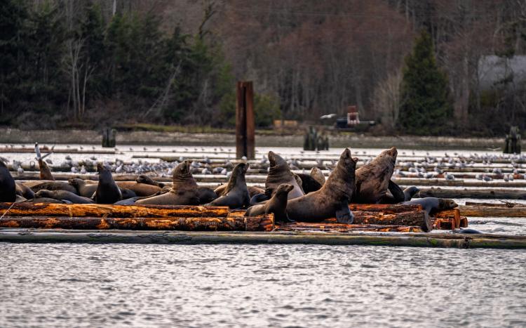 Sea lions lounging on Nanoose Bay in British Columbia