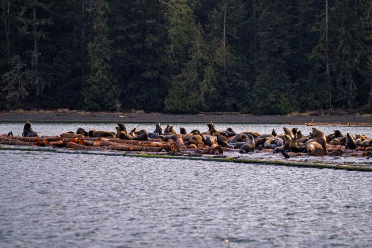 A Congregation of Sea Lions in Nanoose BC