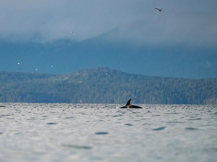 An orca breaching the water surface in Nanoose Bay, British Columbia