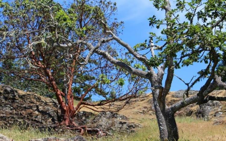 Garry Oak trees