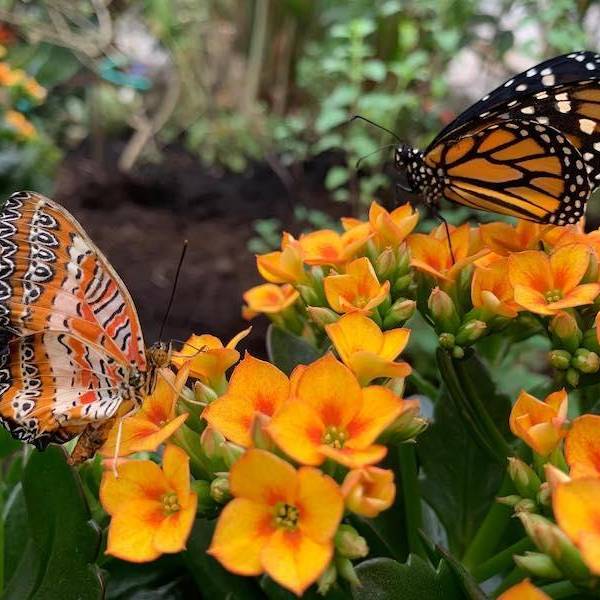 Butterflies land on orange flowers at Butterfly World Coombs.