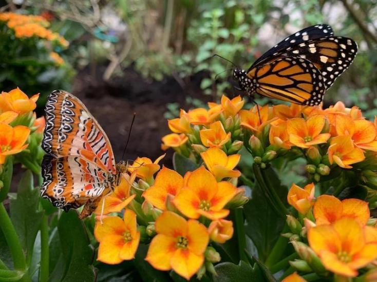 Butterflies land on orange flowers at Butterfly World Coombs.