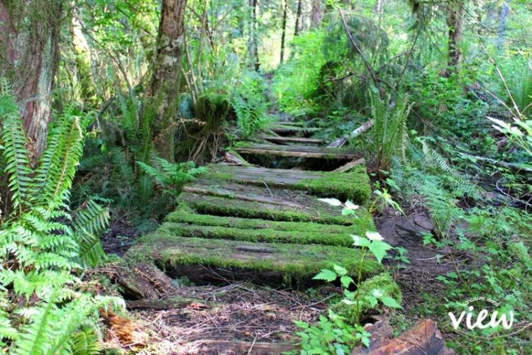 A moss path in Hamilton Marsh
