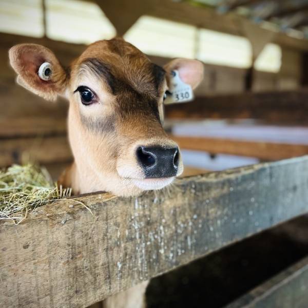 Little Qualicum Cheeseworks Calf