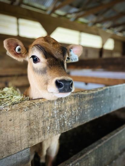 Little Qualicum Cheeseworks Calf