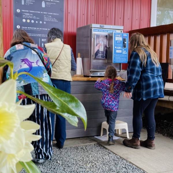 Little Qualicum Cheeseworks fresh milk dispenser