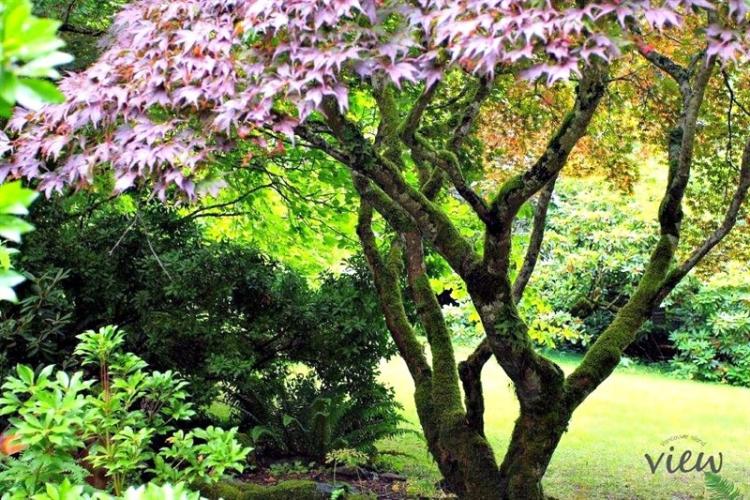 Large tree in Milner Gardens