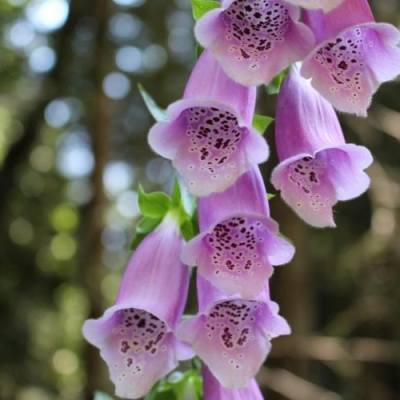 Paulownia flowers
