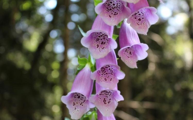 Paulownia flowers