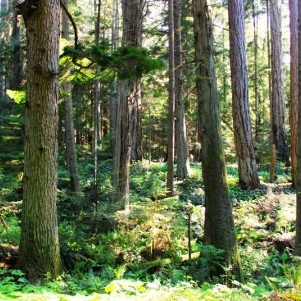 New growth flourishes under tall trees at the Qualicum Beach Heritage Forest