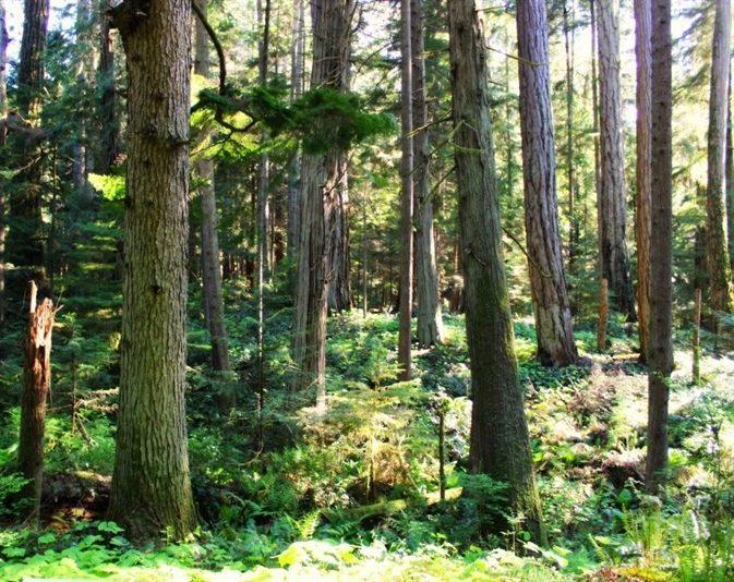 New growth flourishes under tall trees at the Qualicum Beach Heritage Forest