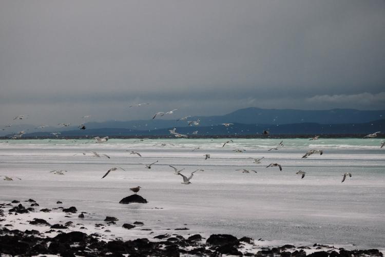A Flock of Gulls flying above Parksville, BC