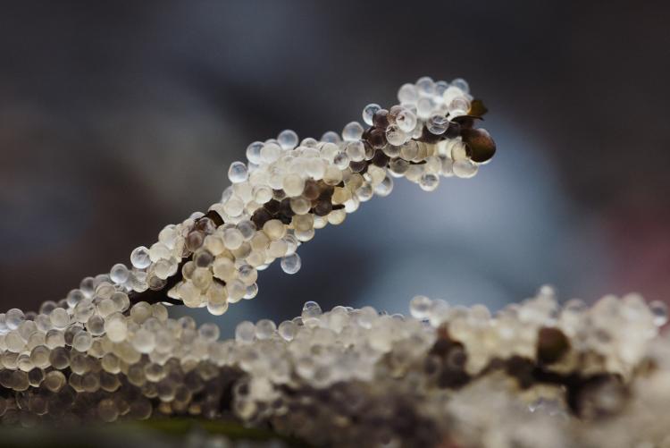 Herring roe gathered together on Kye Bay, British Columbia