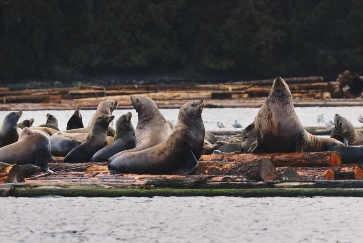 Large Group of Sea Lions on Nanoose Bay, BC