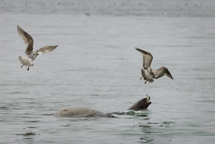 Sea Lion Catching Herring in Nanoose, British Columbia
