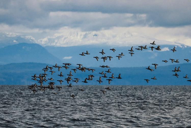 A flock of ducks flying over the water in Comox, BC