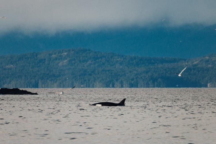 An orca in the Salish Sea in Nanoose Bay, BC