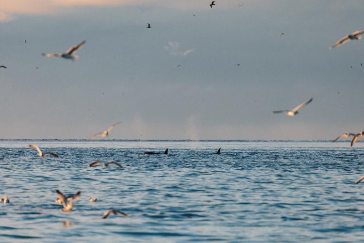 Orcas swimming and seagulls flying in Nanoose Bay, BC