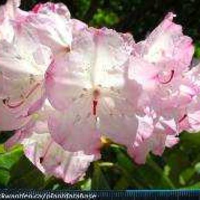 Rhododendrons in Parksville Qualicum Beach