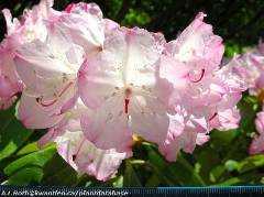 Rhododendrons in Parksville Qualicum Beach