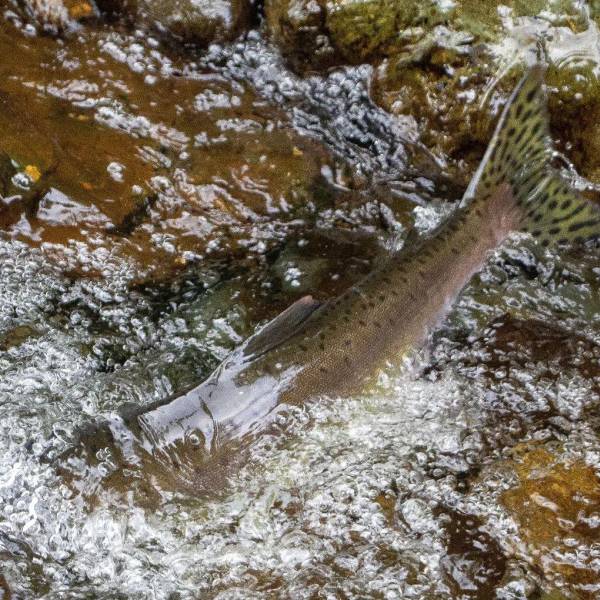 Salmon splash out of the river during the salmon run in Parksville Qualicum Beach