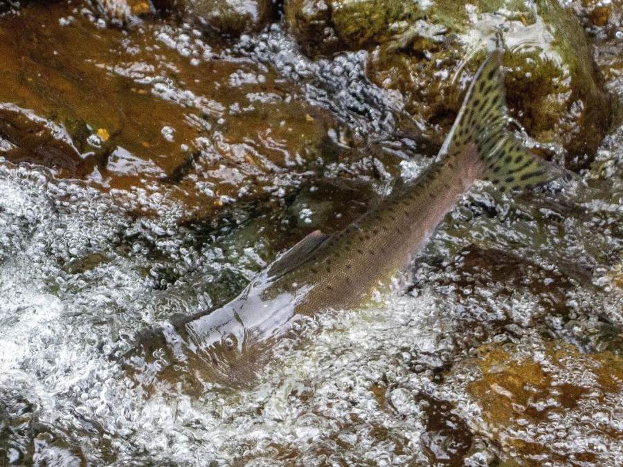 Salmon splash out of the river during the salmon run in Parksville Qualicum Beach