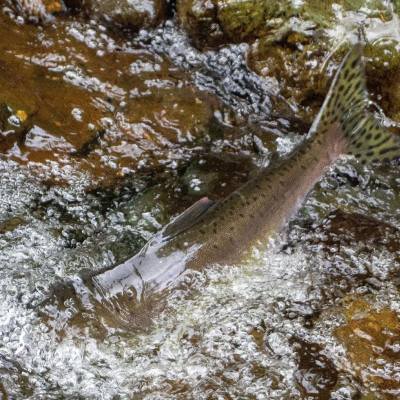 Salmon splash out of the river during the salmon run in Parksville Qualicum Beach