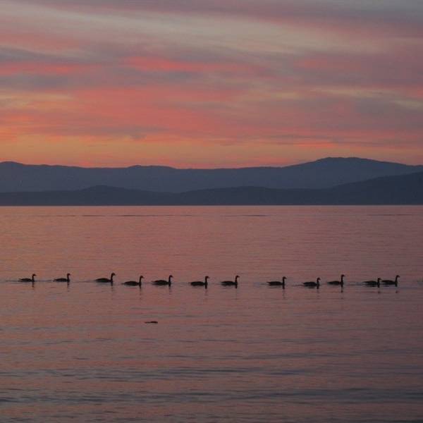 Geese on the water at sunset